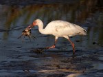 Ibis with Crab