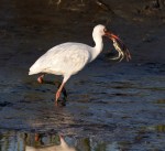 Ibis with Crab