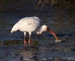 Ibis with Crab