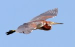 Juvenile Tricolored Flight