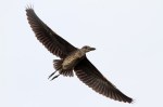 Night Heron Flight