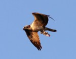 Osprey Flight