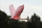 Roseate Spoonbill Flight