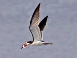 Skimmer Flight