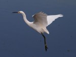 Snowy Egret Flight