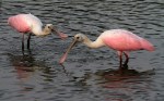Spoonbills