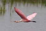 Spoonbills