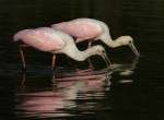Spoonbills