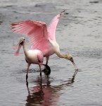 Spoonbills In Salt&nbsp;Marsh