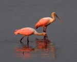 Spoonbills In Salt&nbsp;Marsh