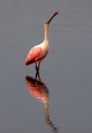 Spoonbills In Salt&nbsp;Marsh