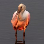 Spoonbills In Salt&nbsp;Marsh