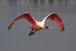 Spoonbills In Salt&nbsp;Marsh