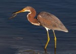 Tricolored Heron with&nbsp;Eel