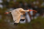 White Ibis Flight