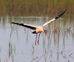 Wood Stork Flight
