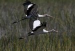 Wood Stork Flight