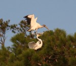 Wood Stork Lands on&nbsp;Egret