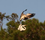 Wood Stork Lands on&nbsp;Egret