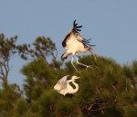 Wood Stork Lands on&nbsp;Egret