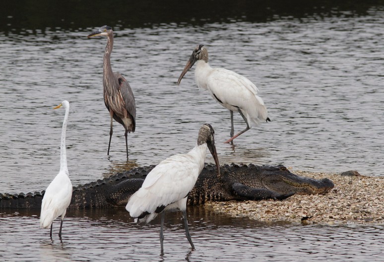 Alligator and Friends