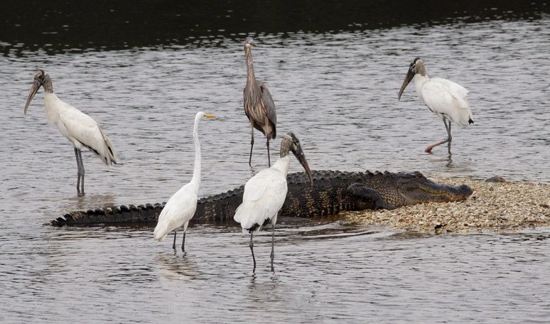 Alligator and Friends