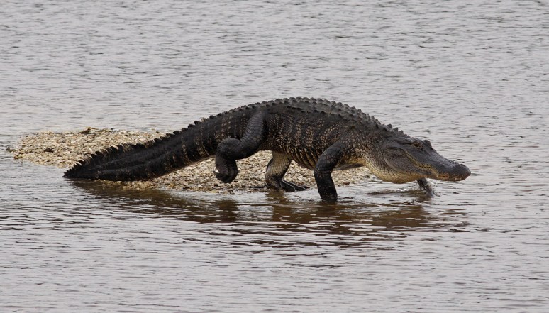 Alligator and Friends
