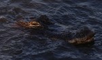 Alligator in Salt&nbsp;Marsh