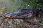 Alligator in Swamp