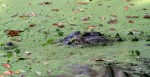 Alligator in Swamp