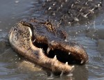 Alligator Splash