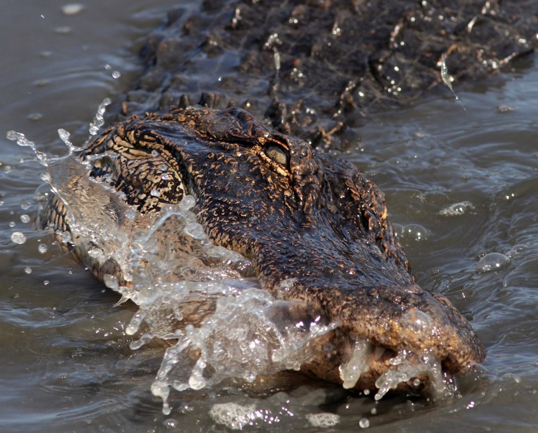 Alligator Splash