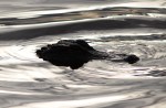 Baby Gator Head in&nbsp;Pond