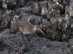 Clapper Rail in the Oyster&nbsp;Beds
