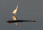 Egret and Alligator