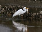 Egret Fishing