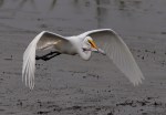 Egret Flight with&nbsp;Fish
