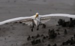 Egret Flight with&nbsp;Fish