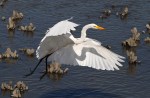 Egret Flight
