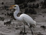 Egret Gulps Fish