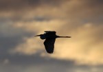 Egret Sunset Silhouette
