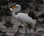 Egret with Fish