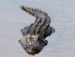 Gator Bellowing
