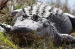 Gator Bellowing