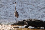 GBH and Alligator