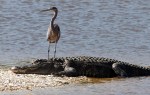 GBH and Alligator