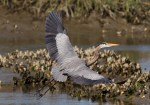 Great Blue Heron&nbsp;Flight