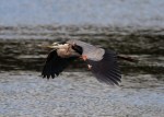 Great Blue Heron&nbsp;Flight