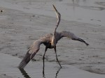 Great Blue Heron&nbsp;Posturing