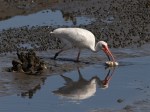 Ibis Fishing